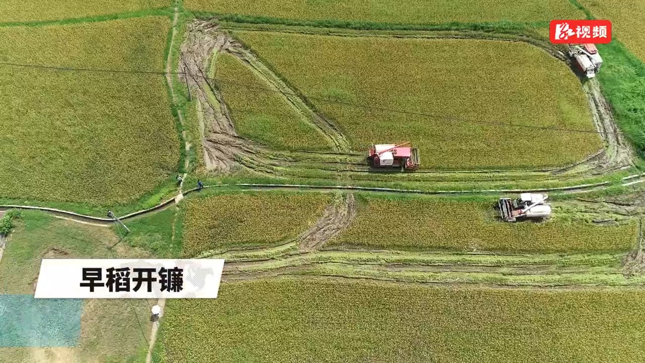 娄底90万亩早稻开镰收割