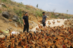 兵支书⑥｜罗新文：敢啃硬骨头 能种 “摇钱树”