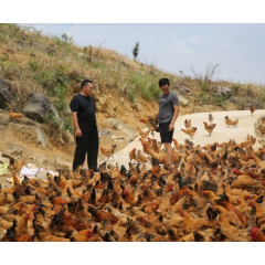 兵支书⑥｜罗新文：敢啃硬骨头 能种 “摇钱树”