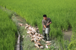 兵支书⑧丨罗立永：从“三不书记”到“三能实干家”