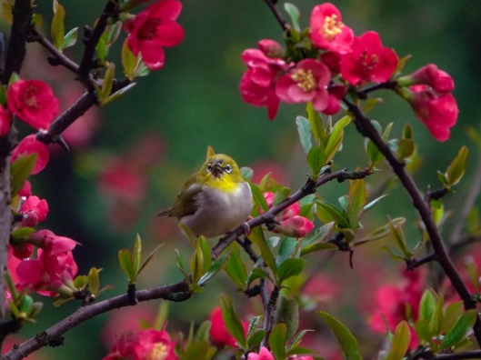 组图｜娄底：春雨如丝 海棠正妍