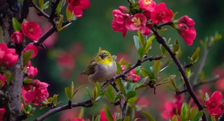 组图｜娄底：春雨如丝 海棠正妍