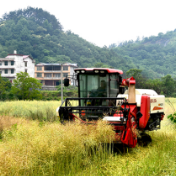 新邵：13.4万亩油菜迎丰收 “稻油”水旱轮作促振兴