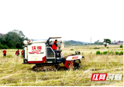 新邵志愿者助农抢收油菜确保颗粒归仓