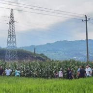 湖南：预计中晚稻主要病虫害总体偏重发生 坚决打好“虫口夺粮”攻坚战