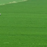 小麦市场呈现购销两旺良好局面 各地加强管理保秋粮丰收