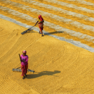 印度削减大米出口造成恐慌，海外印度侨民在超市抢购大米