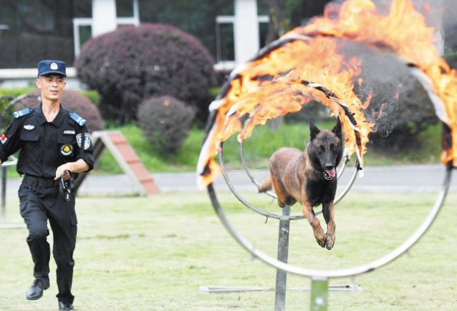 越障碍、搜排爆、跳火圈……“满级警犬”奔跃盛夏练兵场