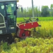 米质优、口感好 长沙再生稻头季亩产732.36公斤