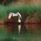视频｜大美湿地增进民生福祉