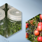 新春走基层·黄土地上的“大食物”丨记者手记:让黄土地上的“大食物”成长为“大产业”