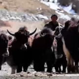 向着海拔4100米进发 在新疆看春季牦牛转场