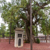 寻“根”黄帝陵 共植“桥山柏”