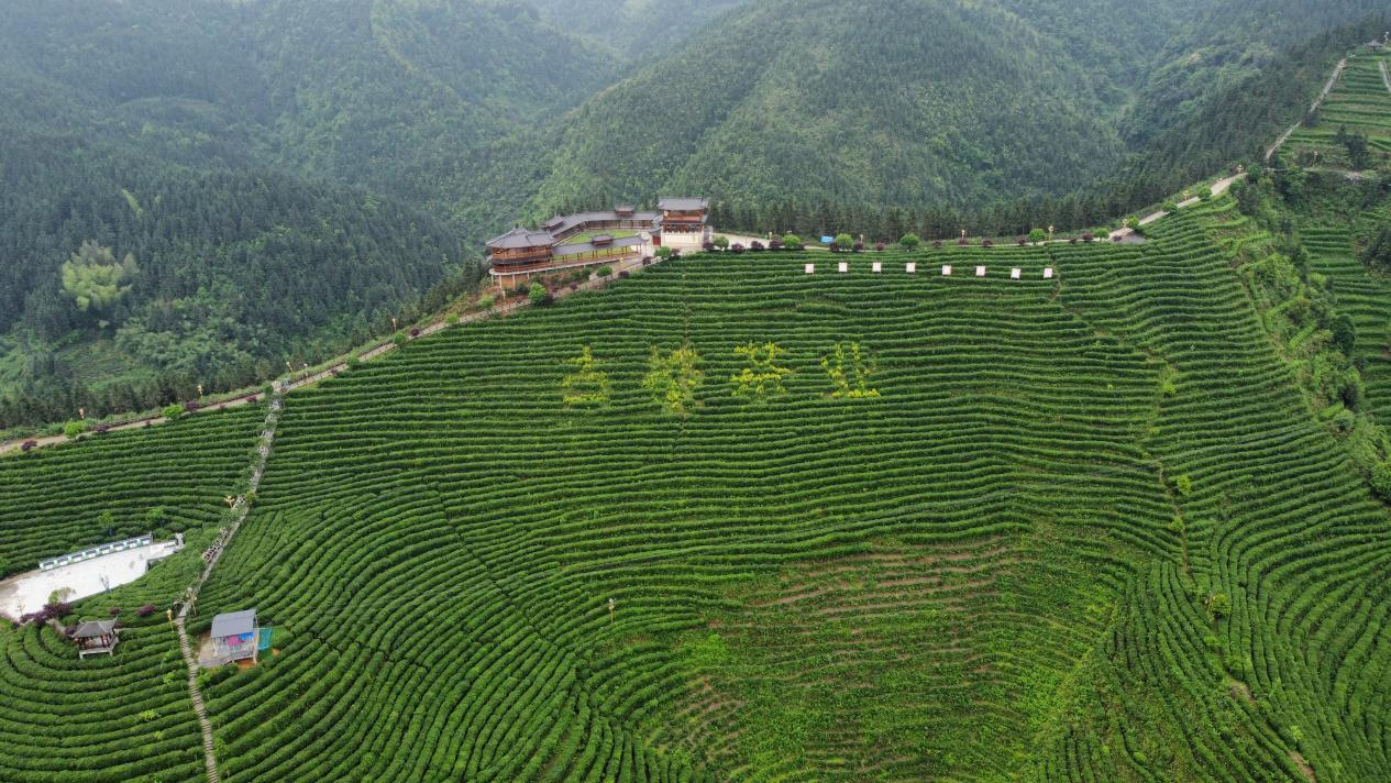 古楼茶叶.png 古楼茶叶.png