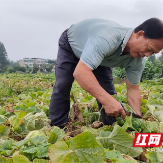 南县麻河口镇：夏日瓜果丰收季  “甜蜜生活”正当时