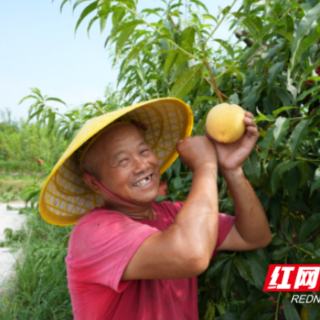 多图｜大通湖区：盛夏水果丰收忙，乡村振兴产业旺