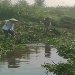 南县武圣宫镇：清理水葫芦 畅通抗旱渠道