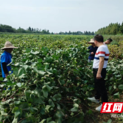 南县：农技人员到田间“把脉问诊” 指导病虫害防治