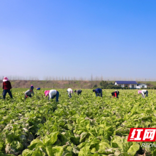 大通湖区北洲子镇：“芥”就是丰收的模样