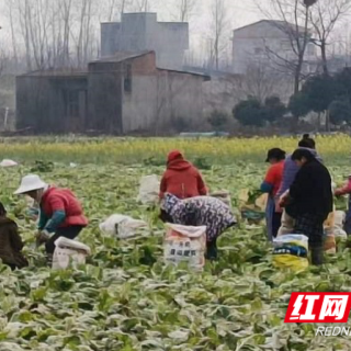 南县武圣宫镇：榨菜迎丰收 采摘正当时