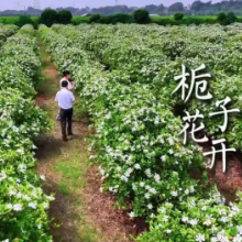 益阳有点“甜”③｜夏花上市，栀子花也“疯狂”