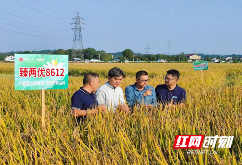 平均亩产831公斤！赫山农田“上新” 两款镉低积累水稻喜丰收