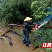 赫山区衡龙桥镇：树木倾倒存隐患 “三长”清障护平安