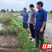 闻“汛”而动 大通湖区农业部门深入一线开展技术指导