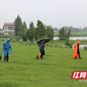 防汛一线｜赫山区八字哨镇闻“汛”而动巡堤排险