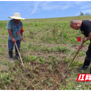 大通湖区北洲子镇：防汛第一线  上阵父子兵