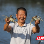 益阳大通湖区：水草+大闸蟹 让大家吃上生态好蟹