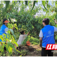沅江市新湾镇：校地联动赋能生态农业 清荷农庄探索产业融合新路径