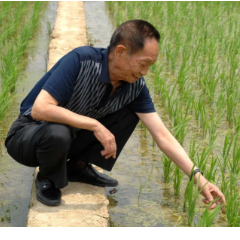 湖南：稻花“湘”里说丰年