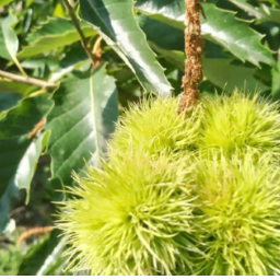 板栗熟时庆中秋