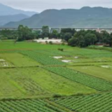 2025年岳阳农业保险为47.87万农户提供233.53亿元风险保障