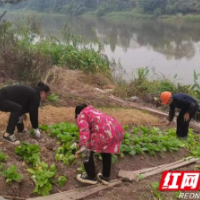 南县中鱼口镇：整治河道围垦“蔬菜园” 保护河湖生态环境