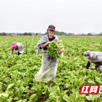 南县武圣宫镇：巾帼齐动手，菜薹采摘忙