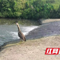 桃江首次发现“海南鳽”——世界上最神秘的鸟