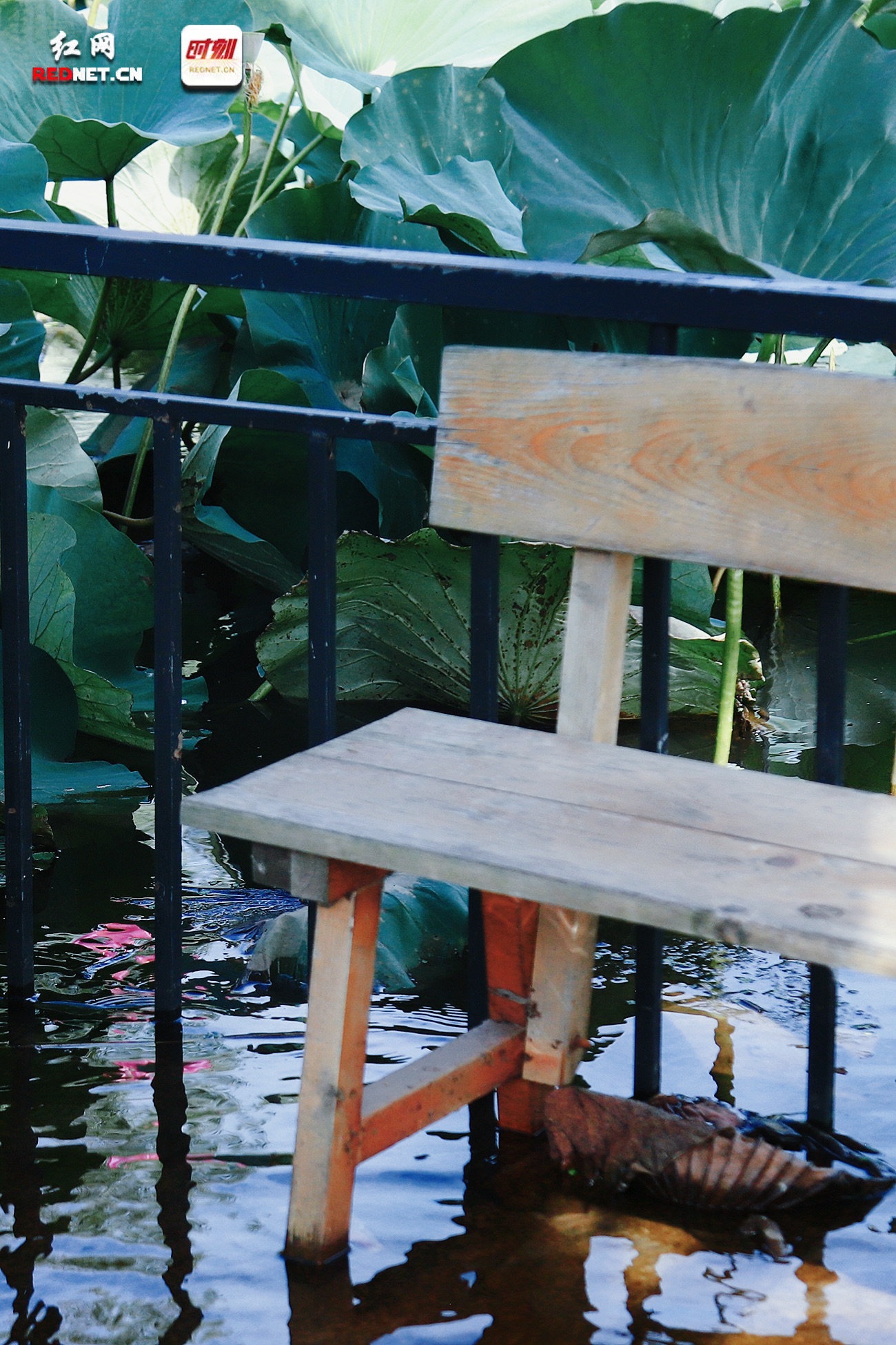 8 最简单的木凳在荷塘中都带着古朴的味道。.jpg