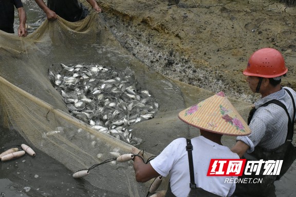 稻花鱼“合方鲫”起鱼现场.marked.jpg