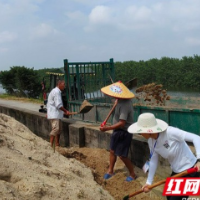 南县麻河口镇防汛大堤上的“硬核”女支书