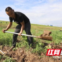 大通湖区金盆镇：抢时间，保质量，全力开挖导渗沟