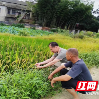 桃江县浮邱山乡灾后重建进行时