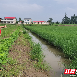 南县中鱼口镇：农技人员田间“把脉” 护好汛期“粮袋子”