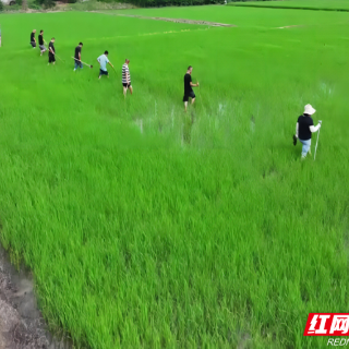 南县浪拔湖镇：总结提炼经验 强化查险找险