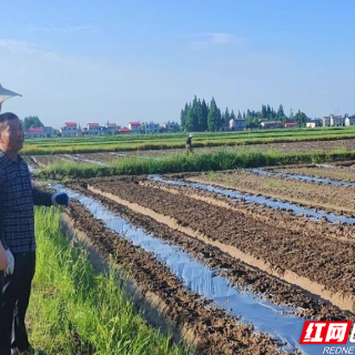 南县税务：助力受灾瓜农恢复生产