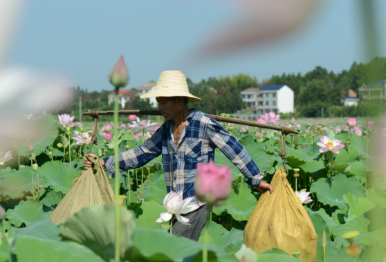 组图丨八月荷花香  莲蓬采摘忙