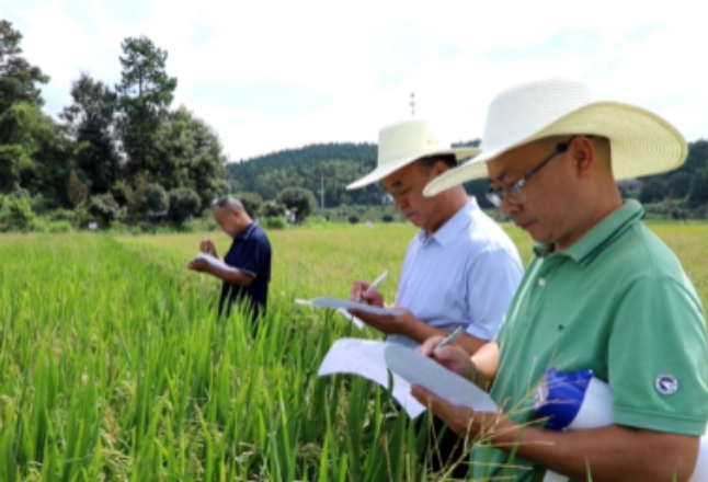 衡东县：10个水稻品种田间“比拼” 农业“把脉”助力选种安全