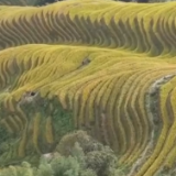 层林尽染、云海壮观、稻浪翻涌……金秋十月 美景入画来