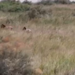 顺利放归、稳定生活 我国逐步恢复和重建普氏野马野生种群“结硕果”